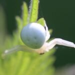 Misumène variable_1698