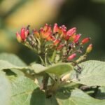 Viorne mancienne_574