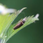 Taupin des jardins_1699