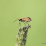 Micropterix calthella_1700