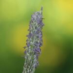 Vulpin des champs (Alopecurus myosuroides)_1701