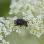 Cétoine punaise_1697