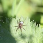 Pardose du groupe lugubris_1702