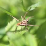 Pisaure admirable_1704