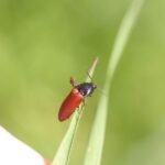 Ampedus cinnabarinus_1705