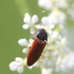 Ampède rouge-sang_1706