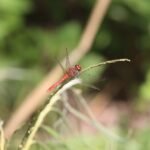 Sympétrum sanguin_579