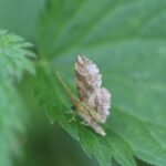 Epione étrangère_1707