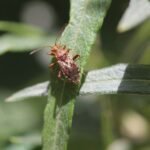 Rhopalus subrufus_582