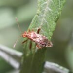 Rhopalus subrufus_583