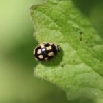 Coccinelle à damier_1720