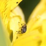 Charançon de l&rsquo;iris des marais_1726