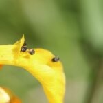 Charançon de l&rsquo;iris des marais_1727