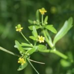 Renoncule scélérate_1729