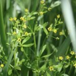 Renoncule scélérate_1730