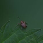 Balanin des noisettes_1731