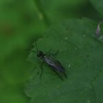 Tenthrède commune_1733