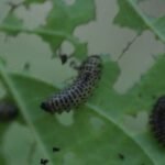 Chrysomèle maculée_1718