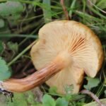 Gymnopile pénétrant_625