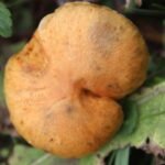 Gymnopile pénétrant_626