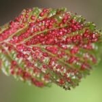 Eriophyes laevis_698