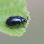 Chrysomèle versicolore du saule_699