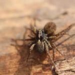 Pardose du groupe lugubris_697