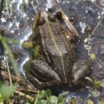 Grenouille rieuse_702