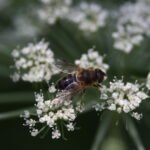 Eristale horticole_1755