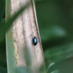 Galéruque de l&rsquo;aulne_1773