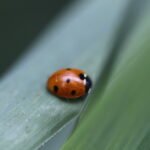 Coccinelle à sept points_1774