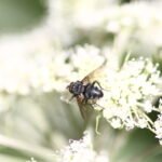 Mouche bleue de la viande_1776