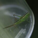 Conocéphale bigarré_1777