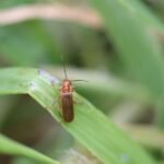 Téléphore livide_755