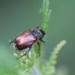 Hanneton des jardins_756