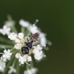 Crabro cribrarius_1793