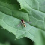 Meliscaeva cinctella_1794