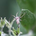 Pisaure admirable_1796