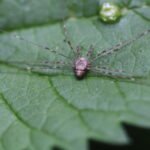 Dicranopalpus ramosus_1798