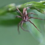 Pisaure admirable_1797