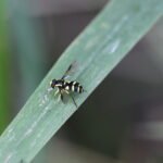 Syrphe des fourmilières_1804