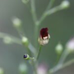 Scrofulaire aquatique_1805