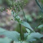 Scrofulaire aquatique_1806