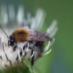 Bourdon des arbres_1808