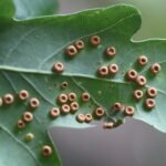 Galle bouton du chêne_1809