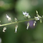 Circée de Paris_789