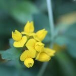 Lotier des marais_791