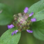 Brunelle commune_793