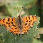 Robert-le-diable_794