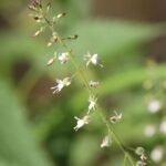 Circée de Paris_790